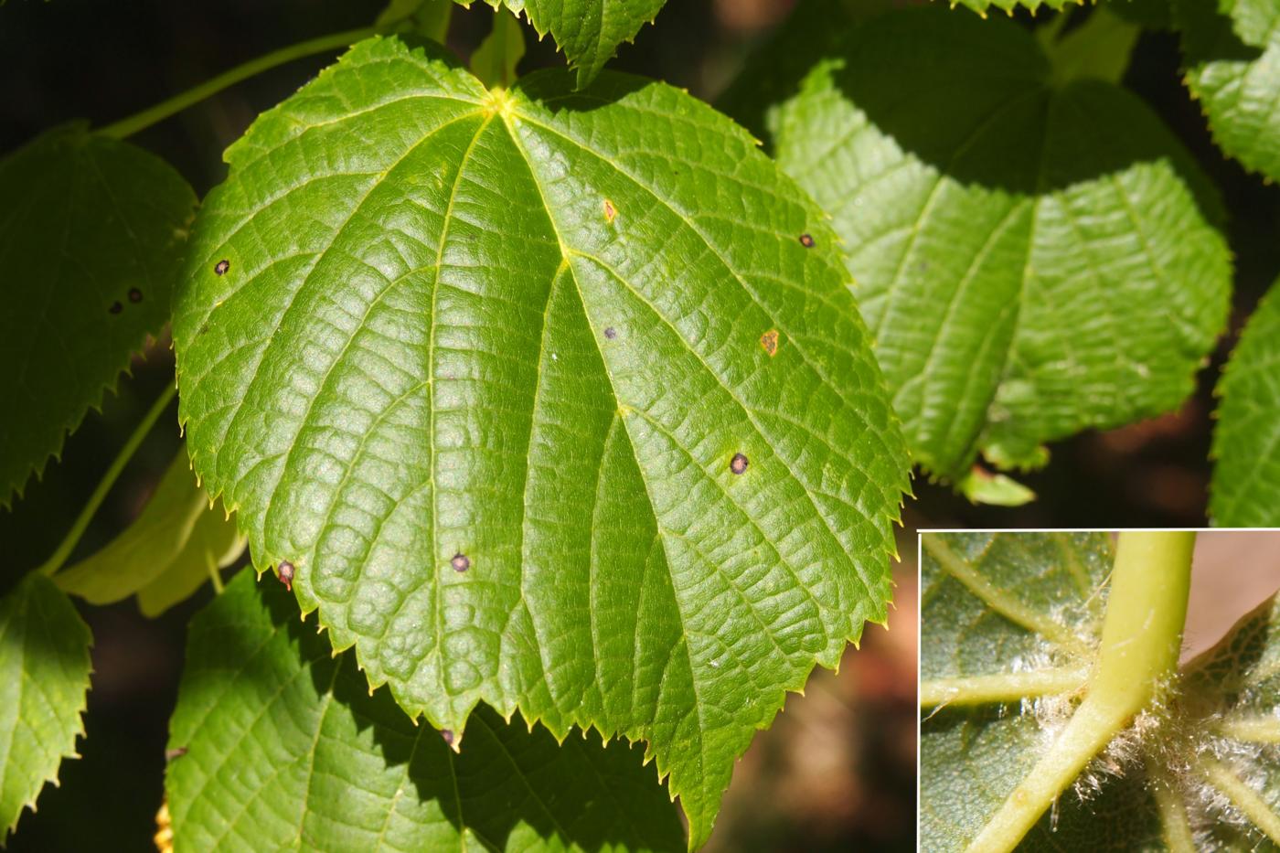 Lime, Large-leaved leaf